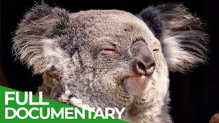 Wildlife  Just Marsupials  Free Documentary Nature [upl. by Giuditta]