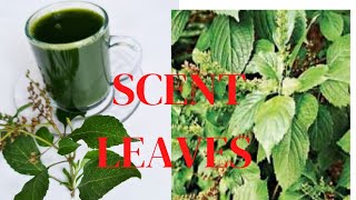 My Little Herbal GardenHealth Benefits Of Scent Leaf Plant And TeaOcimum gratissimum [upl. by Eiderf]