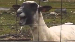 Taylor Swift  I knew you were trouble Ft Screaming goat [upl. by Barthol]