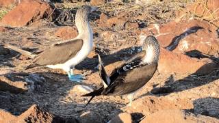 BlueFooted Booby Bird Mating Dance on Galapagos Island [upl. by Annitsirhc]