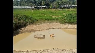 চিত্রা হরিণ সিংহ বাঘভাল্লুক Zoological Field Trip Zoology Department Dhaka University [upl. by Ramyar529]