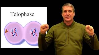 cell cycle physical pneumonic device mitosis [upl. by Edme]