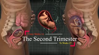 Second Trimester of Pregnancy Your weekly guide Weeks 1427 👼🏻💞🤰🏻 [upl. by Ennylcaj]