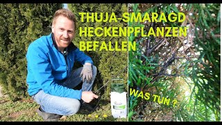 Thuja Smaragd bekommt braune Stellen Befall von weißer Fliege schwarze Triebe Tipps [upl. by Dorothi710]