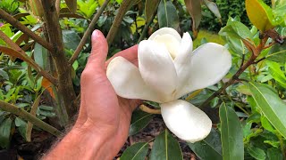 Magnolia grandiflora zimozielona Alta pierwszy kwiat [upl. by Elleirua732]