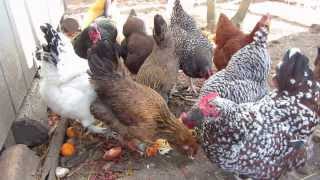 Feeding chickens kitchen scraps [upl. by Tigdirb]