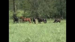 Video Rocky Mountain Horse Pasture Breeding  Drama and Dance [upl. by Jalbert267]