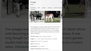 The Equus Quagga Quagga [upl. by Ching]