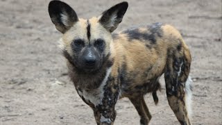 Afrikaanse wilde honden  Afrikanischer Wildhunden  African wild dogs  ZOO Duisburg [upl. by Rossy]