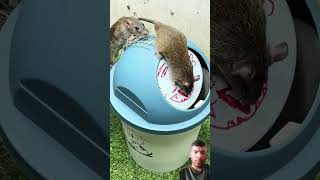 rattrap rat pets mousetrap bucketmousetrap animals rattletrap mouse handtrap cute [upl. by Aniham]