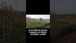 Da dove viene il RAVANELLO   GUARDA IL VIDEO COMPLETO shorts [upl. by Columbus]