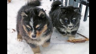 Pomskies Playing In The Snow [upl. by Moe]