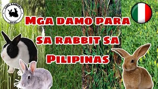 Mga damo para sa rabbit  Top grasses use to feed rabbit on the Philippines RABBIT FARMING [upl. by Adnilab]