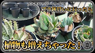 【園芸】アガベに使うプラ鉢買いに行ったらアロエとか蘭とか買ってきちゃった【オザキフラワーパーク】【蘭】【多肉植物】 [upl. by Lassiter]