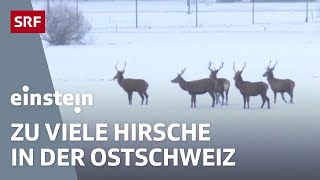 HirschSchwemme Hungersnot TamboraVulkan CarbonHufeisen für Rennpferde  Einstein  SRF Wissen [upl. by Schnell]