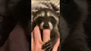 Baby Raccoon Nuzzles Pet Parents Finger [upl. by Noir916]