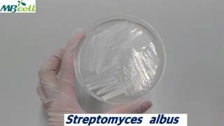 Actinomycete isolation agar [upl. by Natanhoj]