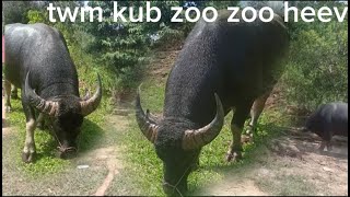 nub 19102024coj peb los saib ib tug zoo nkauj [upl. by Ydieh516]