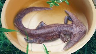 10 Prehistoric Creatures Recently Discovered [upl. by Coltun810]