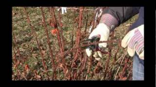 How to Care for WinterKilled Blackberry Plants in Spring season  Gurneys Video [upl. by Heinrick]