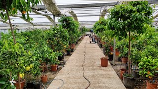 600 Citrus Varieties in one Greenhouse  Agrumi Lenzi Nursery Tuscany Italy [upl. by Sudbury191]