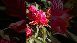 Australian Waratahs [upl. by Oicinoid218]