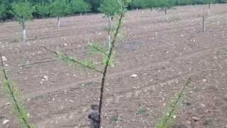 Efectos del Herbicida en Plantaciones Jóvenes de Almendro Part1 [upl. by Shore]