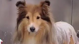 Adorable Sheltie  Senior Shetland Sheepdog [upl. by Drofla899]