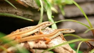 Paludarium  Vivarium with DIY grout epoxy background poison dart frogs and long tailed lizards [upl. by Kantos]