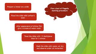 Flagella staining by Leifsons Method  Microbiology with Sumi [upl. by Yrekaz949]