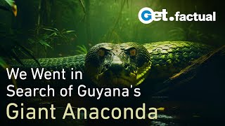 How we found a Giant Anaconda in Guyana  Wildlife Documentary [upl. by Airdnekal]