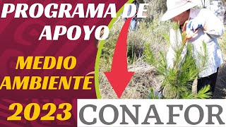 🤑Fondos perdidos para el medio ambiente CONAFOR🌲🌳 [upl. by Anait]