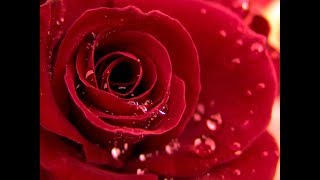 Bin tere Bin tere Bin tere Lyrics  Romantic Song  Valentine Special [upl. by Carpio267]