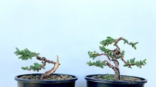 How to make a Juniper Bonsai from Nursery Stock Step by Step Beginners Guide [upl. by Alpert]