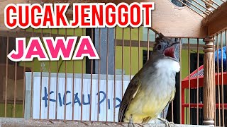 CUCAK JENGGOT JANTAN Gacor BESET ngepik PANJANG  kicau pidong [upl. by Lasser691]