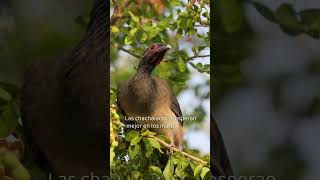 La Chachalaca una ave de los bosques selváticos de Tulum [upl. by Zeta]