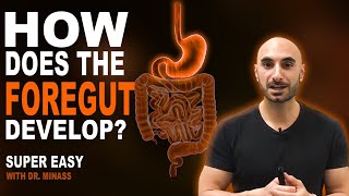 Embryology of the GIT I  Foregut Easy to Understand [upl. by Joete]