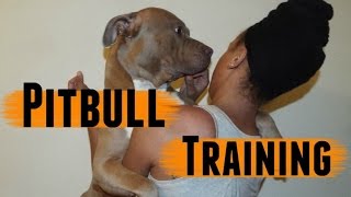 Pitbull Training✨ [upl. by Nillek]