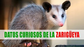 Zarigüeya Carachupa Tlacuache Didelphis  Datos curiosos de animales [upl. by Ramar]