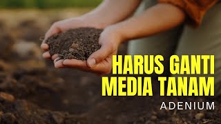 Haruskah Menggantikan Media Tanam Adenium [upl. by Aylward26]