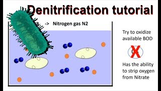 Nitrogen Cycle Explained  Ecology  UPSC  Hindi  Nitrogen Cycle Steps Explained [upl. by Kelsy]