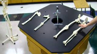 Disarticulated Skeleton Instructions [upl. by Franci]