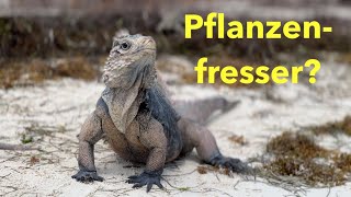 Pflanzenfresser [upl. by Regen]