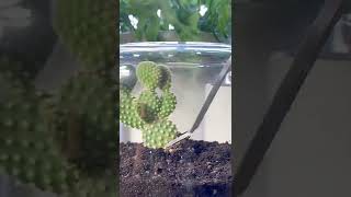 Rounded terrarium cactus succulent terrarium diy howto plants fyp plantsmakepeoplehappy [upl. by Oaks875]