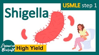 Shigella  shigellosis  Pathogenesis  transmission  identification and treatment  USMLE step 1 [upl. by Hajed]