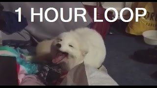 Cute Arctic White Fox Laughing Vine 1 HOUR LOOP [upl. by Epoillac]