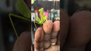 praying mantis mating [upl. by Isied]