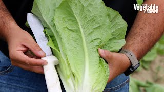 Concentrus RZ Romaine Lettuce from Rijk Zwaan USA  Vegetable Seed Trials 2023 [upl. by Esinrahc313]