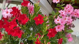 Mandevilla Dipladenia Blütentraum für Balkon Terrasse  Lilo Siegel [upl. by Campbell]