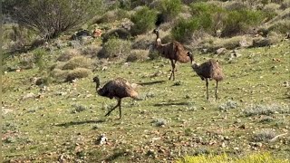 Safari to Birdsville Races 2024…Gawler Ranges South Australia [upl. by Panta589]